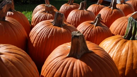 Close-up of Pumpkins in Sunlit Pumpkin Patch Stock Footage 319067931