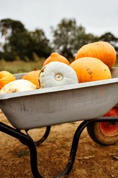 Close-up of pumpkins in wheelbarrow Stock Photos