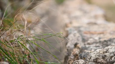 Close up, punic necropolis Ibiza Stock-Footage 83045589