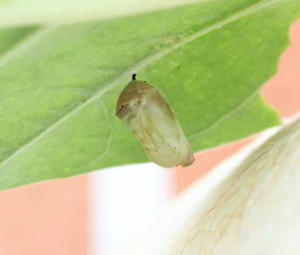 Close-up  pupa Stock Photos