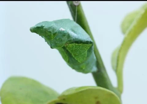 Close-up  pupa Stock Photos
