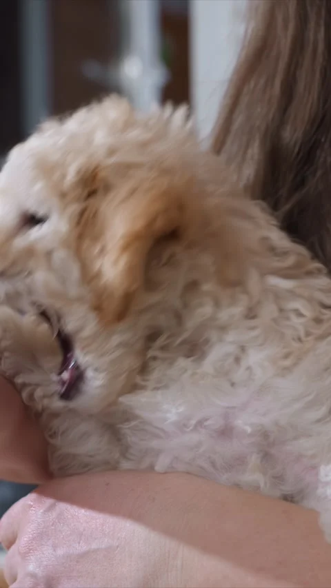 Close up of Puppy Being Held and Petted by Hands in Soft Focus Indoor Setting Stock Footage 346789389