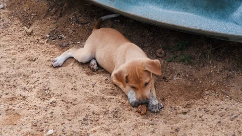 Close up of puppy lying on sandy ground and chewing small dog treat, India Stock Footage 145035121