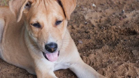 Close up of puppy lying on sandy ground with tongue out in slow motion, India Stock Footage 145036021