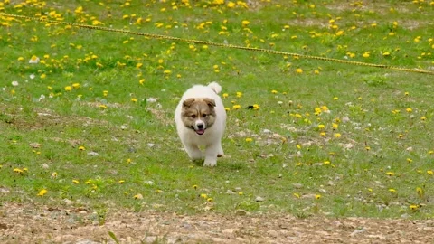 Close up of puppy running in grass in HD Stock Footage 263032902