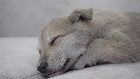 Close up of a puppy sleeping Stock Footage 272212355
