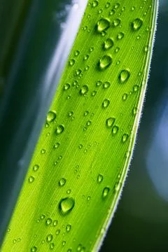 Close-up pure raindrops on a green leaf. Stock Photos