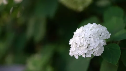 Close-up of a pure white hydrangea flower in full bloom with soft blurred green  Stock-Footage 341630167