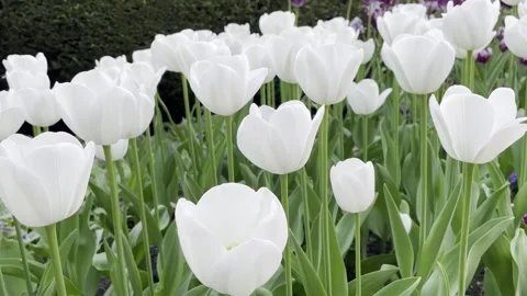 Close-Up of Pure White Tulips in Full Bloom Stock Footage 308321373