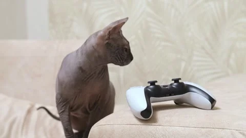 Close-up of a purebred cat with a game console in a home interior. Stock Footage 268301604