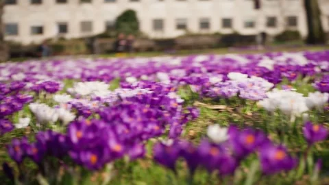 Close-Up Of Purple And White Crocus Flowers Blooming In Aarhus Park Stock Footage 340895098