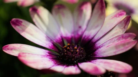 Close-up of a purple and white osteospermum daisy flower Stock Footage 337739261