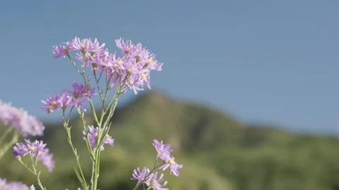 Close Up of Purple Aster Flowers 動画素材 347142052