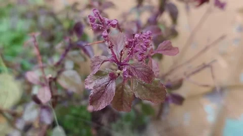 Close-Up Purple Basil Flowers Stock Footage 340967945