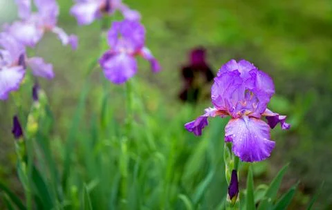Close-up of a purple bearded iris blooming in the garden in early June. Stock Photos