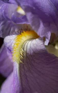 Close-up of Purple Bearded Iris Stock Photos
