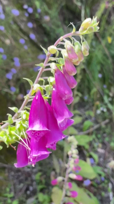 Close-up of purple bellflower with bee approaching 動画素材 310931940