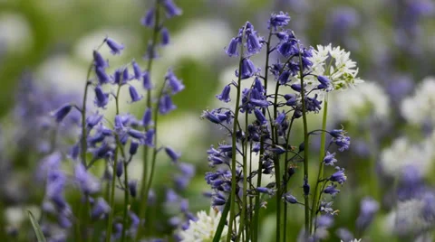Close up of purple bellflowers Stock Footage 37557763