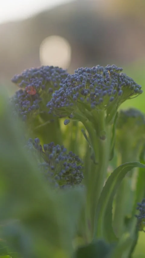 Close Up Of A Purple Broccoli Plant Stock Footage 264367992