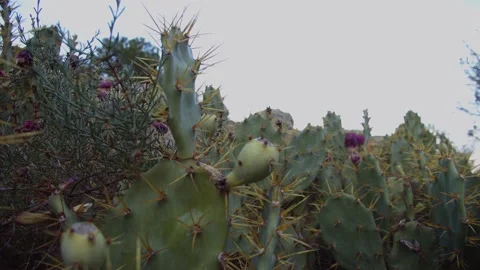 Close-Up on Purple Cactus Stock Footage 145677721