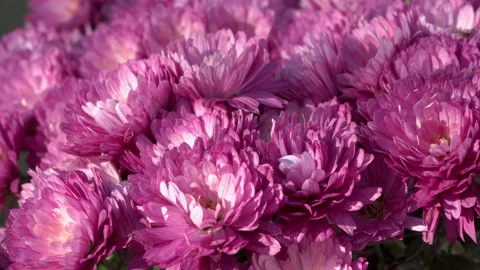 Close up of purple chrysanthemums Stock Footage 151249802