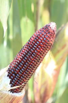 Close up purple corn in garden Stock Photos