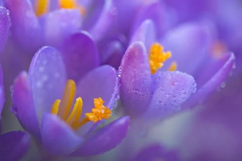 Close-up of a purple Crocus flower on blur background Foto stock