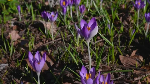 Close up of purple crocuses swaying in the wind on a sunny spring day Stockbeeldmateriaal 303605089