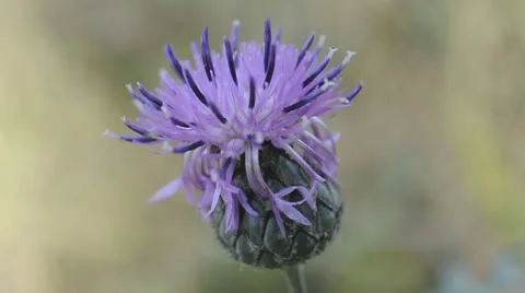 Close up purple flower of burdock Video stock 22749608