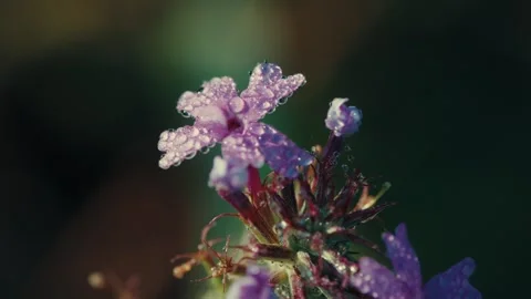 Close-up of purple flower with dewdrops gleaming Stock Footage 336976092