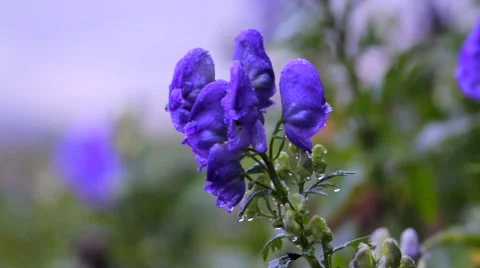 Close-Up of Purple Flower Stock Footage 59553964