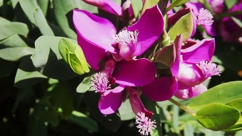 Close Up of the purple flower Stock Footage 96189655