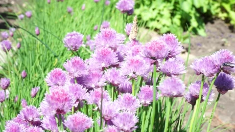 A close up of a purple flower Video stock 131909850