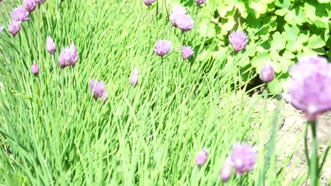 A close up of a purple flower Stock Footage 136806115