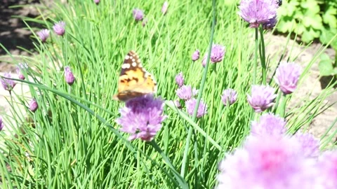 A close up of a purple flower Stock Footage 136806258