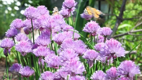 A close up of a purple flower Stock Footage 136806427