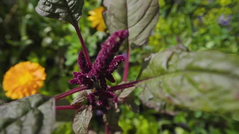 Close Up Of Purple Flower Stock Footage 221827936