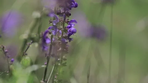 Close up of a purple flower in grass Stock Footage 209928429
