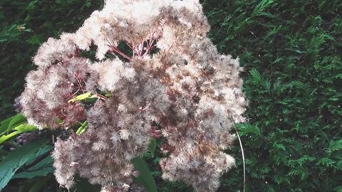 Close Up of purple flower in the herfst Stock Footage 96237091