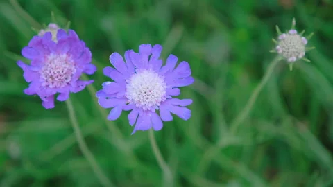 Close-up, Purple flower in the mountains Stock Footage 157660313