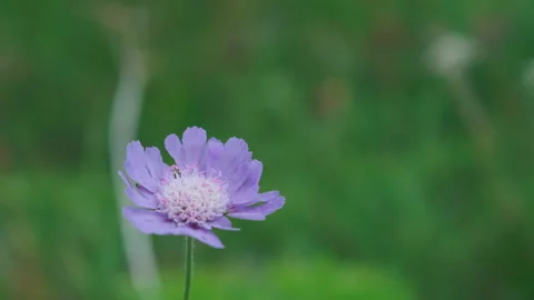 Close-up, Purple flower in the mountains Stock Footage 157660357