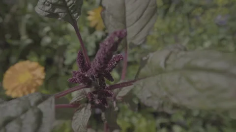 Close Up Of Purple Flower - No LUT Version Stock Footage 221828107