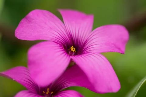 Close up of a purple flower Stock Photos