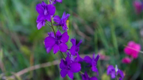 Close up of purple flower Stock Photos