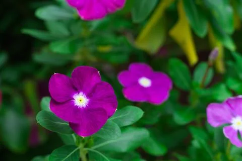 Close up purple flower Stock Photos