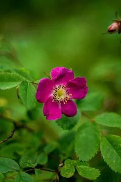Close up of a purple flower Stock Photos