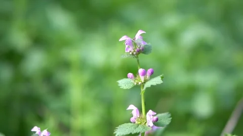 Close-up of a purple-flowered small plant with visible reproductive organs, set Stock Footage 295502956