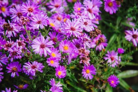 Close up on purple flowers of aster 写真素材