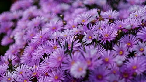 Close up of purple flowers Stock Footage 240921022