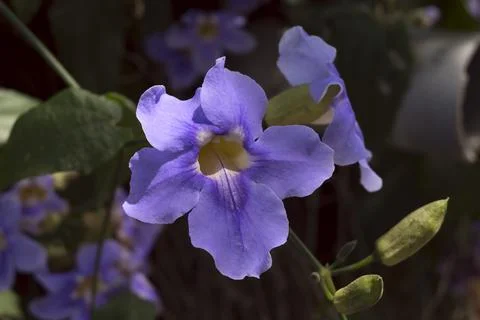 Close-up of Purple flowers. Stock Illustration